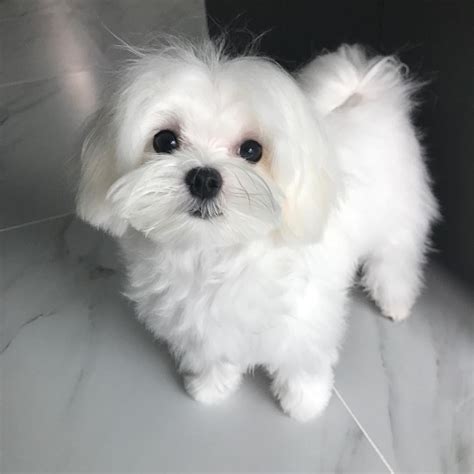 maltese near me|free maltese near me.